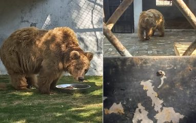 Karachi Zoos Bear Rano Airlifted To Islamabad Via Pakistan Air Force C 130 Jet