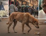 Van Driver Arrested After Video Of Him Raping Stray Dog Goes Viral