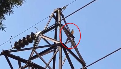 Man Electrocuted While Trying To Save Precious Pet Parrot