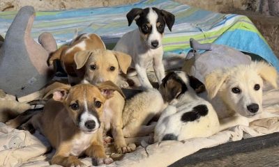 Woman Among 7 Booked For Stealing 60 Dogs From Cda Facility In Islamabad