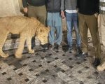 8 Year Old Boy Loses Arm In Pet Lion Attack In Lahore