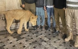 8 Year Old Boy Loses Arm In Pet Lion Attack In Lahore