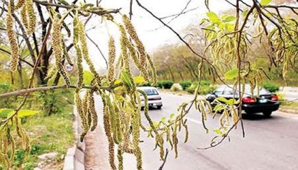 Cdas Pollen Relief Effort Misfires As Contractor Removes All Trees On 4 Acres
