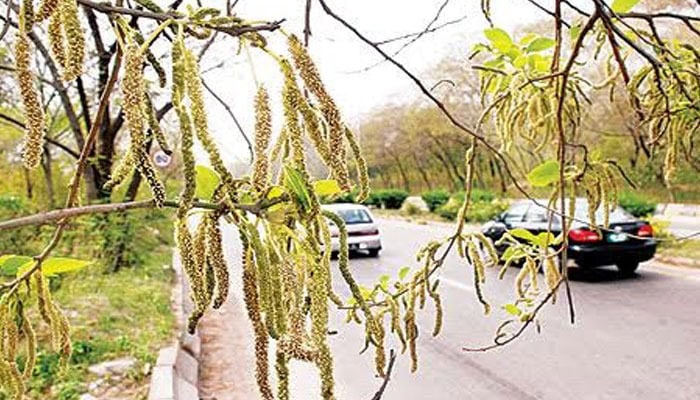 Cdas Pollen Relief Effort Misfires As Contractor Removes All Trees On 4 Acres