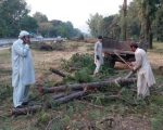 How Many Trees Were Removed From Islamabad Talal Chaudhry Reveals