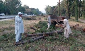 How Many Trees Were Removed From Islamabad Talal Chaudhry Reveals