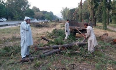 How Many Trees Were Removed From Islamabad Talal Chaudhry Reveals