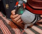 India Detains Spy Pigeon Along Line Of Control