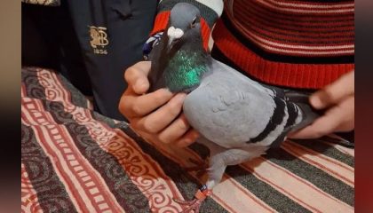 India Detains Spy Pigeon Along Line Of Control