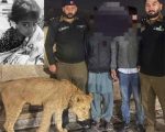 Pet Lion Attack In Lahores Iqbal Town Leaves Young Girl Hospitalized