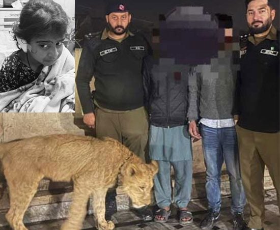 Pet Lion Attack In Lahores Iqbal Town Leaves Young Girl Hospitalized