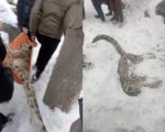 Rare Snow Leopard Dies Under Mysterious Circumstances In Chitral