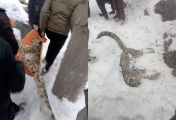 Rare Snow Leopard Dies Under Mysterious Circumstances In Chitral