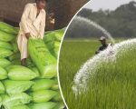 Record Fertilizer Sales Hit Historic High In Pakistan