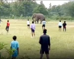 Wild Elephant Joins Football Match In Indias Odisha Video Goes Viral