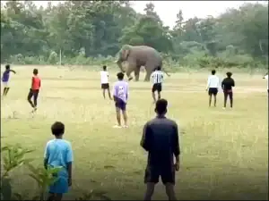 Wild Elephant Joins Football Match In Indias Odisha Video Goes Viral