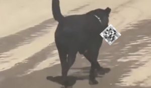 Dog Steals Severed Human Leg From Hospital In India