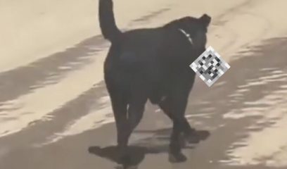 Dog Steals Severed Human Leg From Hospital In India