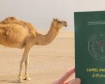 Saudi Arabia Announces Issuing Passports To Camels