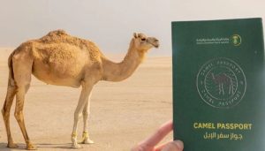 Saudi Arabia Announces Issuing Passports To Camels