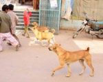 8 Year Old Girl Dies After Stray Dog Attack In Lahore On Eids Second Day