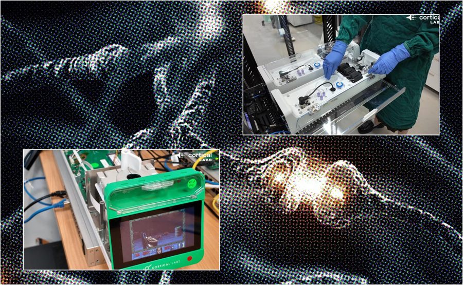 Lab-grown brain cells learn to play computer game Doom in major biotech breakthrough