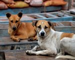 Punjab Makes Pet Dog Registration Mandatory Issues Formal Form