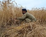 Sindh Cm Removes Wheat Sale Limit Orders Acceleration Of Procurement Drive