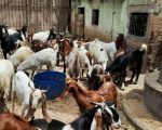 25 Sacrificial Animals Stolen In Karachis Gulistan E Johar Ahead Of Eidul Azha