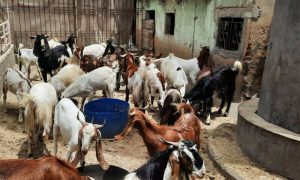25 Sacrificial Animals Stolen In Karachis Gulistan E Johar Ahead Of Eidul Azha