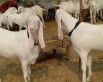 25 Sacrificial Goats Stolen Ahead Of Eidul Adha In Karachi