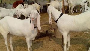 25 Sacrificial Goats Stolen Ahead Of Eidul Adha In Karachi