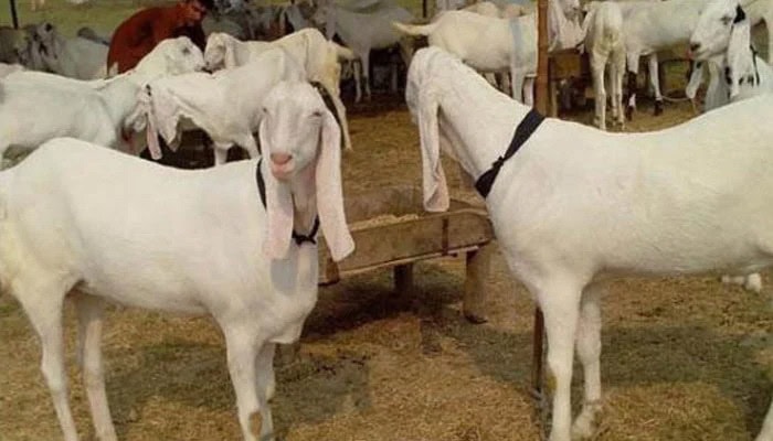 25 Sacrificial Goats Stolen Ahead Of Eidul Adha In Karachi