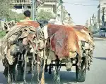 Punjab Under Section 144 During Eid Ul Azha With New Restrictions Imposed