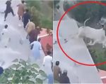 Savage Sacrificial Bull After Falling Into Ravine In Murree