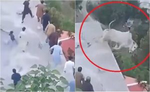 Savage Sacrificial Bull After Falling Into Ravine In Murree