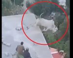 Watch Sacrificial Bull Falls Into Murree Ravine Before Being Slaughtered On Eid