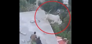Watch Sacrificial Bull Falls Into Murree Ravine Before Being Slaughtered On Eid