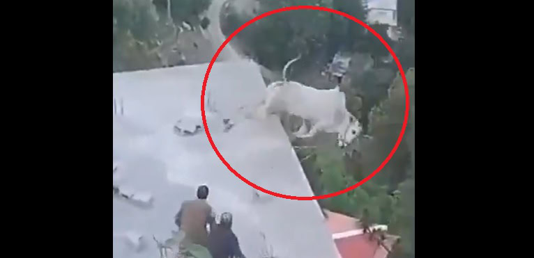 Watch Sacrificial Bull Falls Into Murree Ravine Before Being Slaughtered On Eid