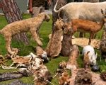 Wildlife Rangers Expose Illegal Lion Skinning Taxidermy Network