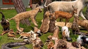 Wildlife Rangers Expose Illegal Lion Skinning Taxidermy Network
