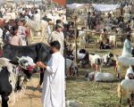 Eid Ul Azha 2026 Hides Of 7 5 Million Animals Fuels Rs8 7 Billion Economic Activity In Pakistan