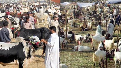 Eid Ul Azha 2026 Hides Of 7 5 Million Animals Fuels Rs8 7 Billion Economic Activity In Pakistan