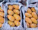 Security Threat Ban Imposed On Mango Crates At Sindh Secretariat