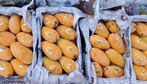 Security Threat Ban Imposed On Mango Crates At Sindh Secretariat