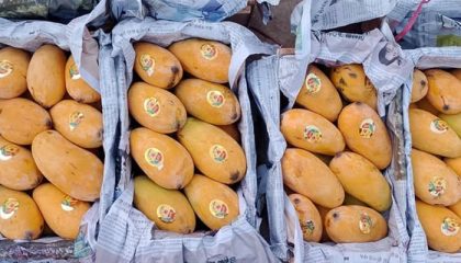 Security Threat Ban Imposed On Mango Crates At Sindh Secretariat