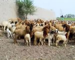 Bahawalnagar Shepherd Raped As Sheep Worth Million Stolen