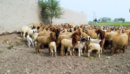 Bahawalnagar Shepherd Raped As Sheep Worth Million Stolen
