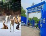 Professors Daughter Mauled By Stray Dogs In Punjab University