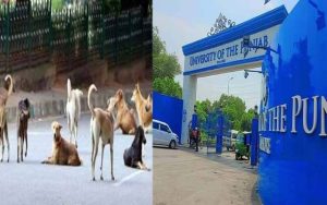 Professors Daughter Mauled By Stray Dogs In Punjab University